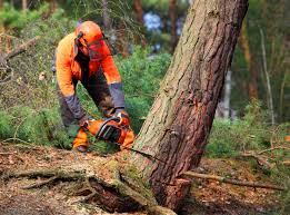 Trusted East Mountain, TX  Tree Services Experts