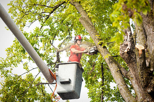 Why Choose Our Tree Removal Services in East Mountain, TX?